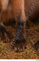 Leg Foot Fox Animal photo references